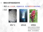 5.3 植物生长调节剂的应用-高中生物 课件+练习（人教版2019 选择性必修1）