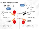 5.3 植物生长调节剂的应用-高中生物 课件+练习（人教版2019 选择性必修1）