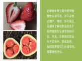 5.3 植物生长调节剂的应用-高中生物 课件+练习（人教版2019 选择性必修1）