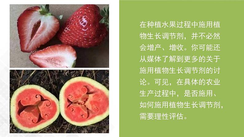 5.3 植物生长调节剂的应用-高中生物 课件+练习（人教版2019 选择性必修1）05