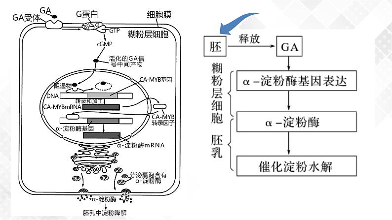 5.3 植物生长调节剂的应用-高中生物 课件+练习（人教版2019 选择性必修1）08