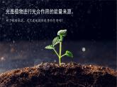 5.4 环境因素参与调节植物的生命活动-高中生物 课件+练习（人教版2019 选择性必修1）