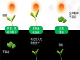 5.4 环境因素参与调节植物的生命活动-高中生物 课件+练习（人教版2019 选择性必修1）