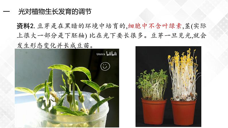 5.4 环境因素参与调节植物的生命活动-高中生物 课件+练习（人教版2019 选择性必修1）08