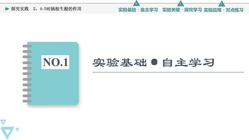 浙科版高中生物选择性必修1第5章探究实践2，4­D对插枝生根的作用 课件02