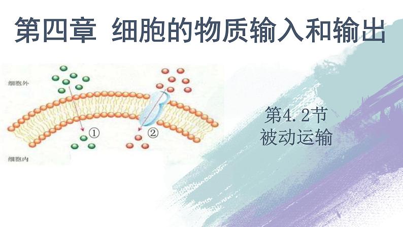 高中生物必修一 4.1.2 被动运输第1页