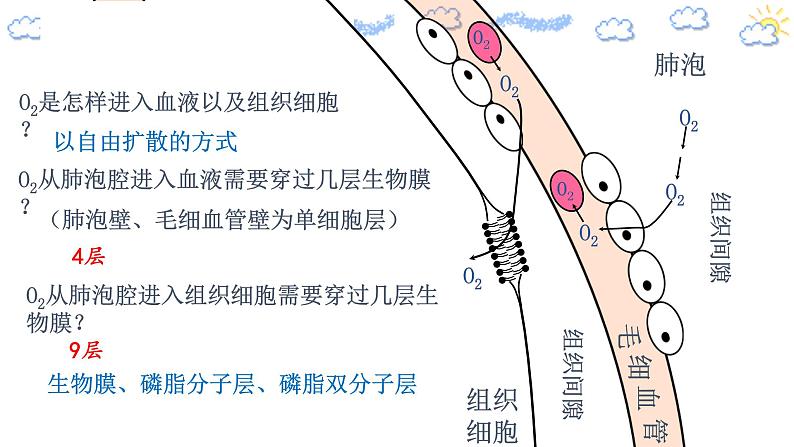 高中生物必修一 4.1.2 被动运输第6页