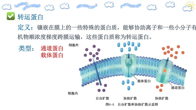 高中生物必修一 4.1.2 被动运输第8页