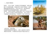 高中生物选择性必修二 2.2 群落的主要类型 课件