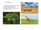 高中生物选择性必修二 2.2 群落的主要类型 课件