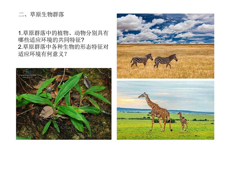 高中生物选择性必修二 2.2 群落的主要类型 课件第4页