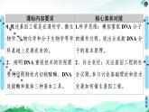高中生物选择性必修三  第3章 第1节 重组DNA技术的基本工具 课件