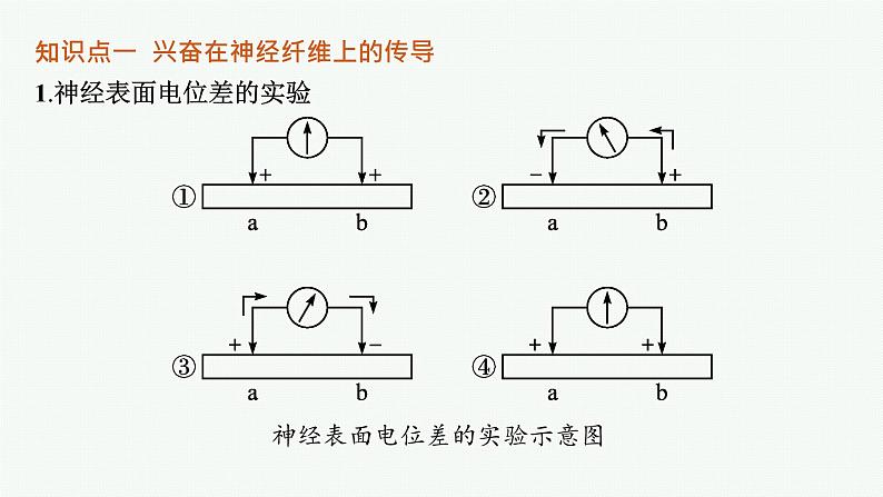 人教版高中生物选择性必修一神经冲动的产生和传导课件第5页