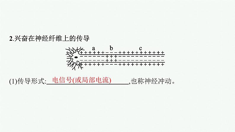 人教版高中生物选择性必修一神经冲动的产生和传导课件第7页