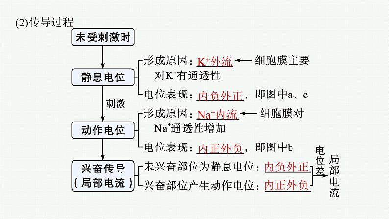 人教版高中生物选择性必修一神经冲动的产生和传导课件第8页