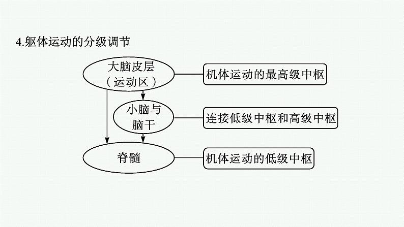 人教版高中生物选择性必修一神经系统的分级调节课件07