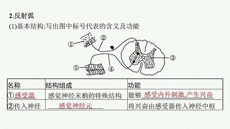人教版高中生物选择性必修一神经调节的基本方式课件06