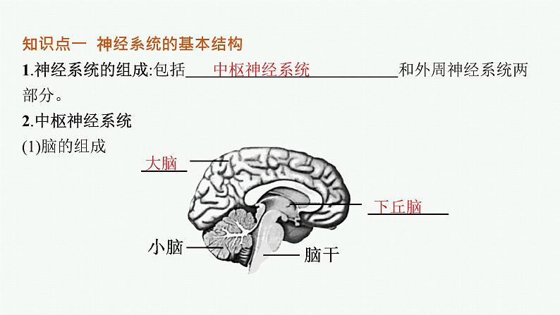 人教版高中生物选择性必修一神经调节的结构基础课件05