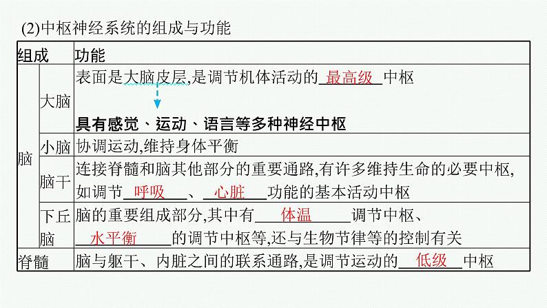 人教版高中生物选择性必修一神经调节的结构基础课件06