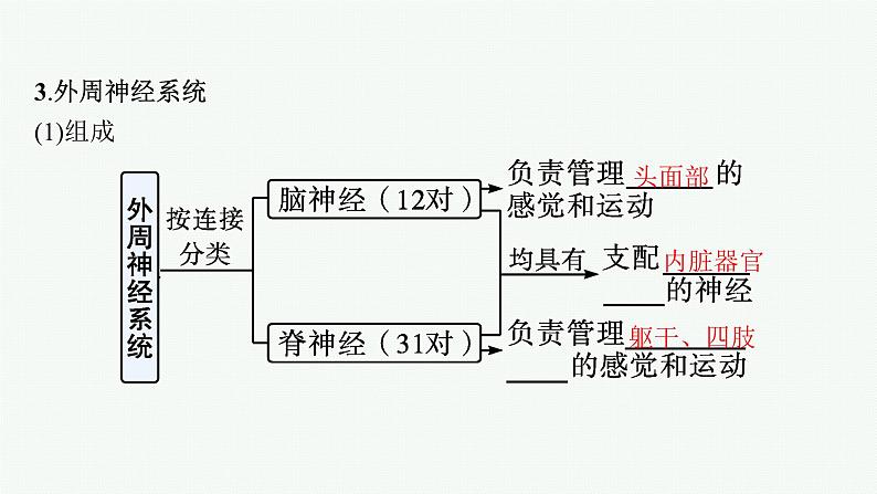 人教版高中生物选择性必修一神经调节的结构基础课件07