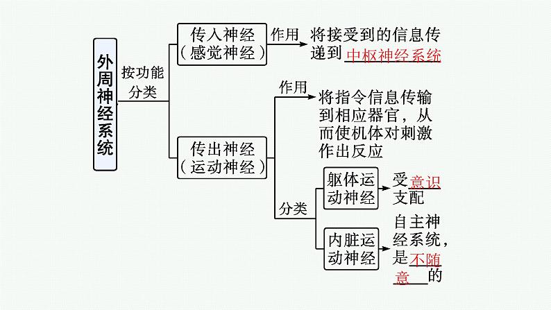 人教版高中生物选择性必修一神经调节的结构基础课件08