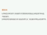 人教版高中生物选择性必修一体液调节与神经调节的关系课件