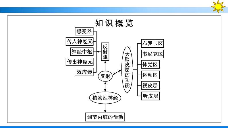 浙科版(2019)高中生物选择性必修1人体通过神经调节对刺激做出反应课件05