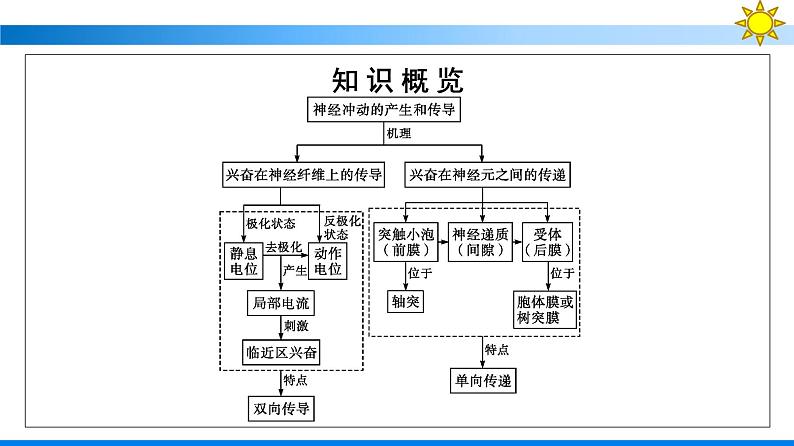 浙科版(2019)高中生物选择性必修1神经冲动的产生和传导课件05