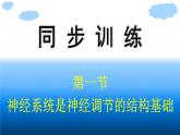浙科版(2019)高中生物选择性必修1神经系统是神经调节的结构基础课件