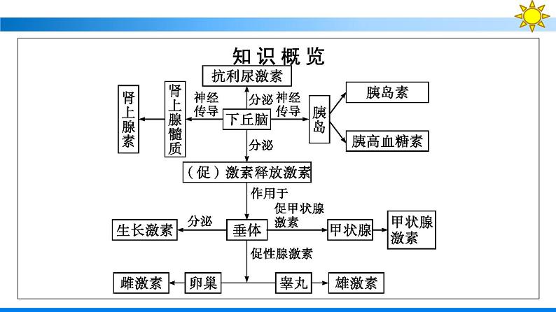 浙科版(2019)高中生物选择性必修1神经系统通过下丘脑控制内分泌系统课件05