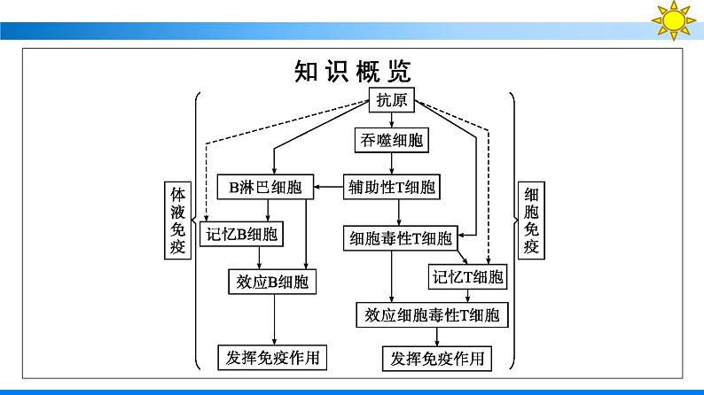 浙科版(2019)高中生物选择性必修1人体通过特异性免疫对抗病原体课件第5页