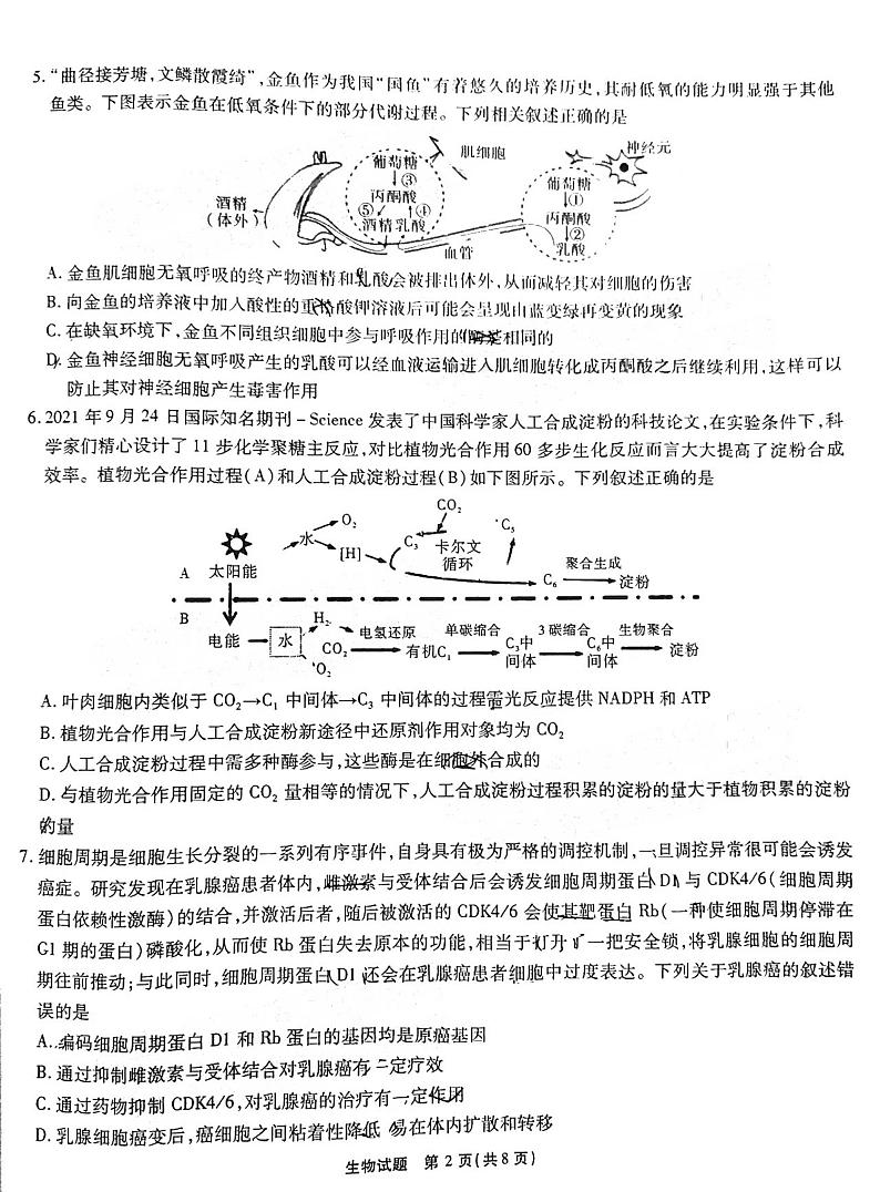江淮十校 2023届高三第一次联考生物试题及答案02