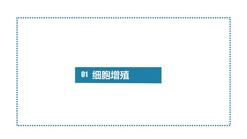 人教版高中生物必修一课件6.1 细胞的增殖04