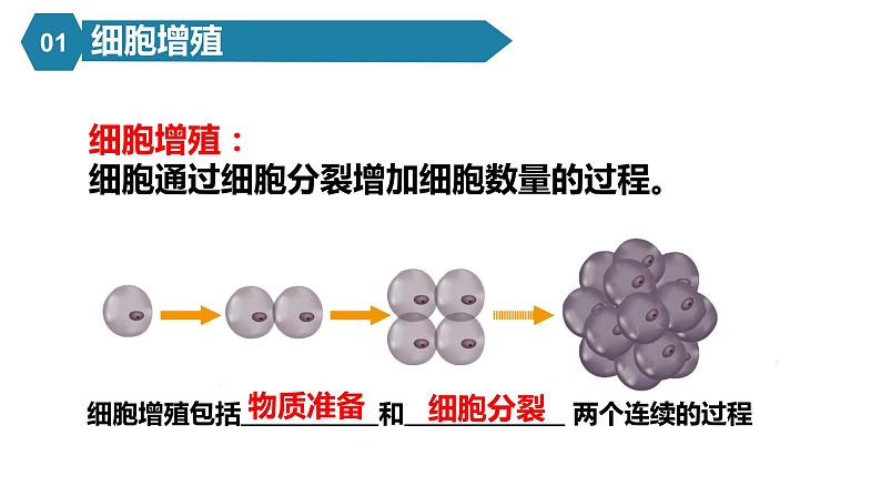 人教版高中生物必修一课件6.1 细胞的增殖05