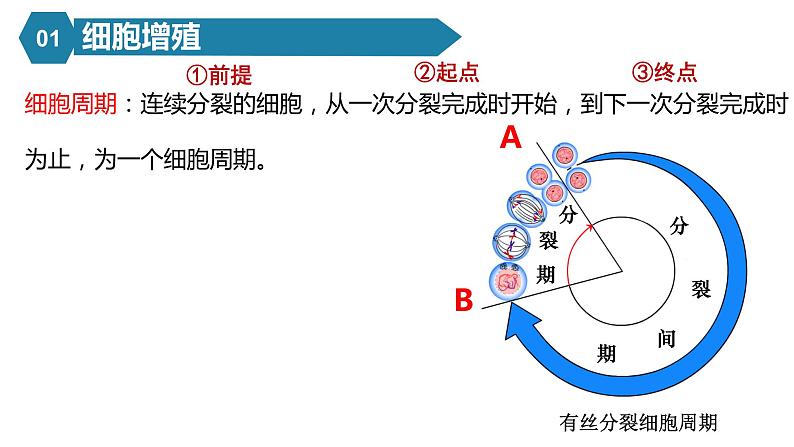 人教版高中生物必修一课件6.1 细胞的增殖07