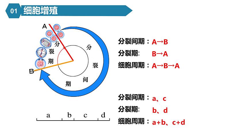 人教版高中生物必修一课件6.1 细胞的增殖08