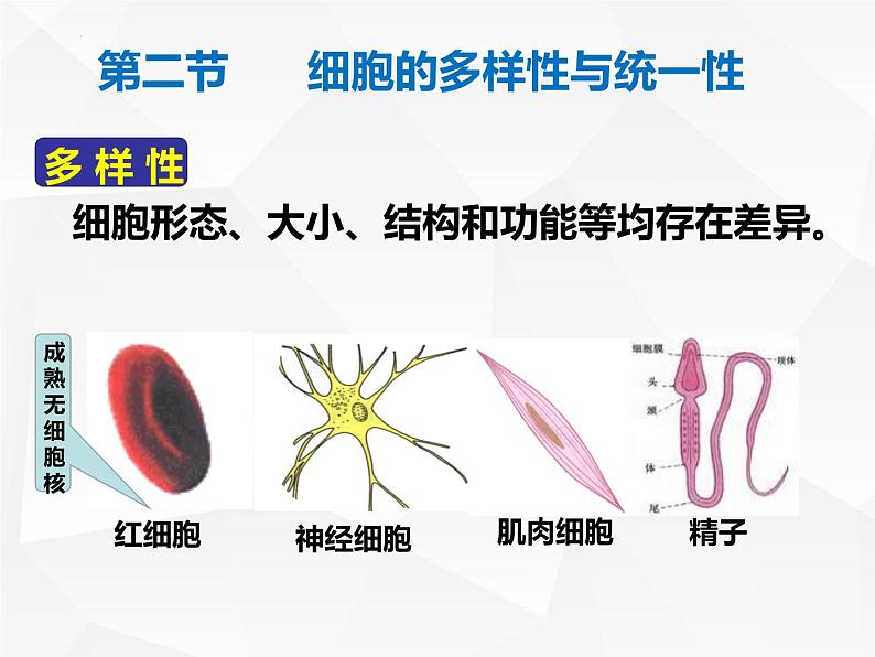 2023届高三一轮复习生物：1.2细胞的多样性和统一性课件04