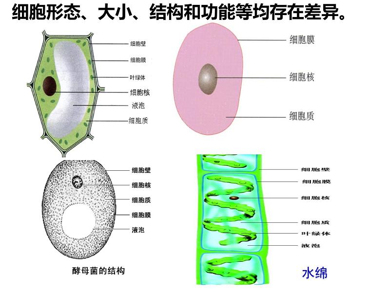 2023届高三一轮复习生物：1.2细胞的多样性和统一性课件05