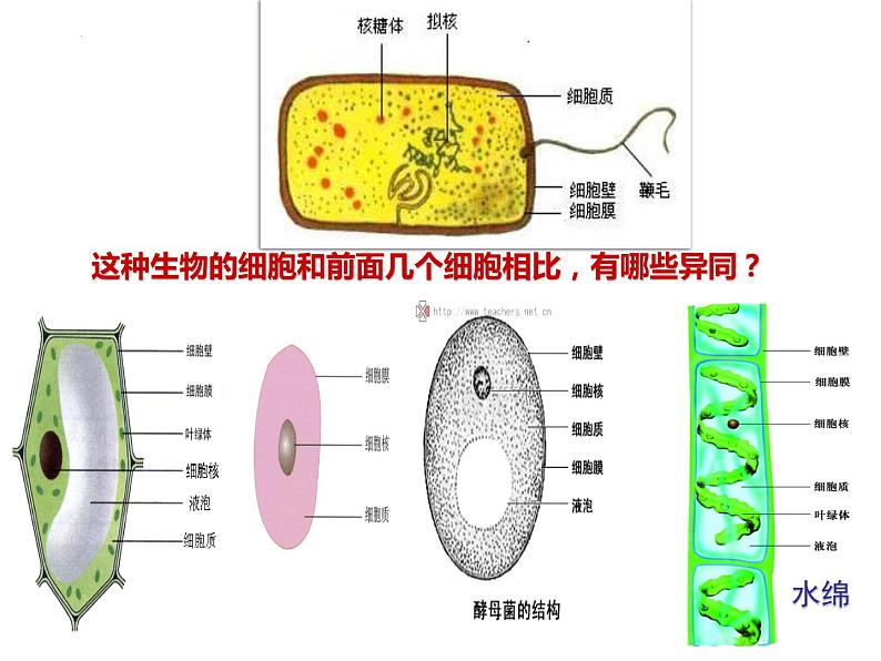 2023届高三一轮复习生物：1.2细胞的多样性和统一性课件07