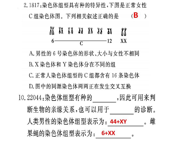 2023届高三一轮复习生物：染色体组型及伴性遗传课件第4页