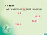 第4章 第3节 人体通过特异性免疫对抗病原体 课件（83张）-高中生物新浙科版（2019）选择性必修1