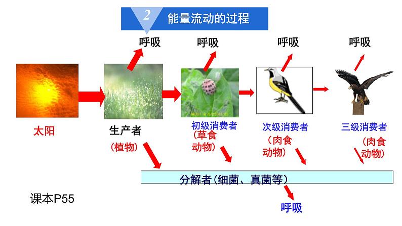 高中生物选择性必修二 3.2能量流动 课件第5页