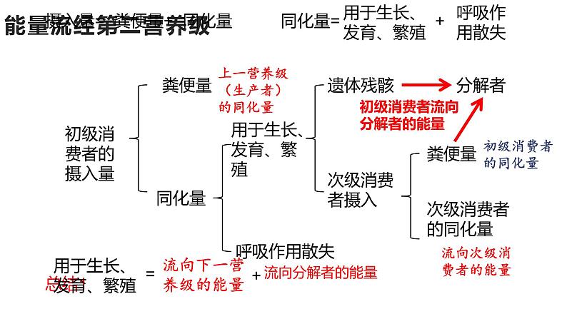 高中生物选择性必修二 3.2能量流动 课件第7页