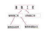 高中生物选择性必修三  2.1.1 植物细胞工程（第一课时） 课件
