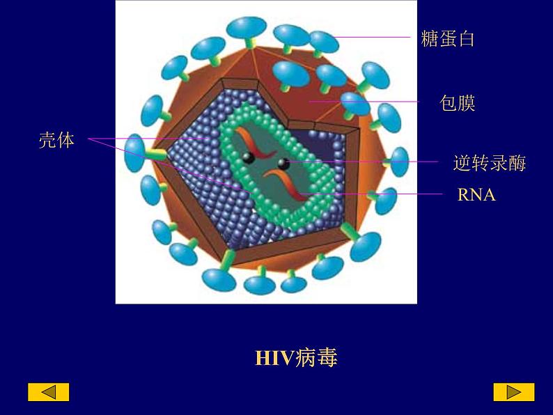 2023届高三一轮复习生物：人教版高中生物：细胞的多样性和统一性 (22)课件第8页