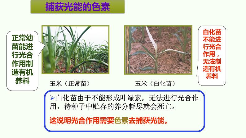 高中生物必修一 《第5章第4节 光合作用与能量转化》优质教学课件04