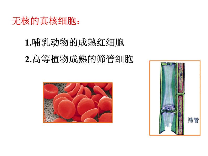 高中生物必修一 第3章《本章综合与测试》优质教学课件第2页