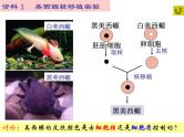 高中生物必修一 第3章《本章综合与测试》优质教学课件