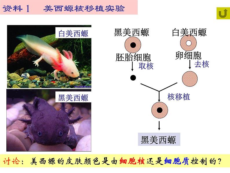 高中生物必修一 第3章《本章综合与测试》优质教学课件第4页