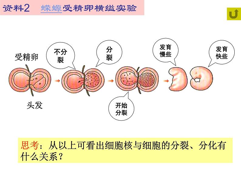 高中生物必修一 第3章《本章综合与测试》优质教学课件第5页